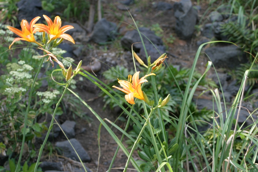 「城ケ崎海岸」の絶景に咲く、夏の花