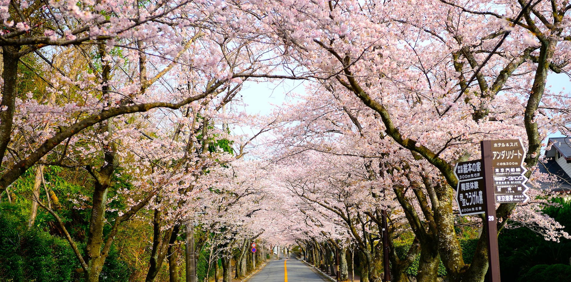 伊豆高原桜並木とさくらの里